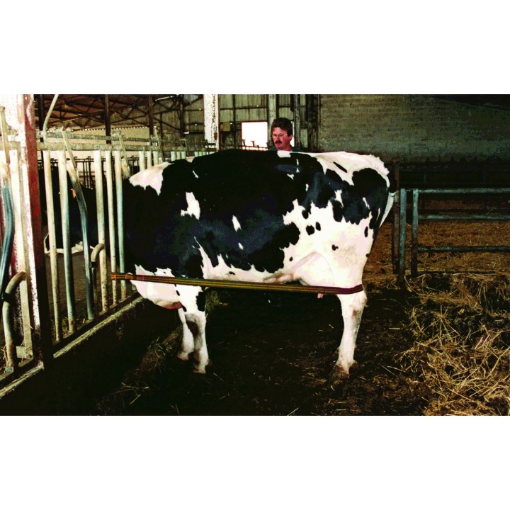 Sangle sécurité d’élevage anti coup-de-pied l Sécurama